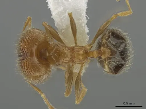 Pheidole californica specimen CASENT0644699 image casent0644699_1