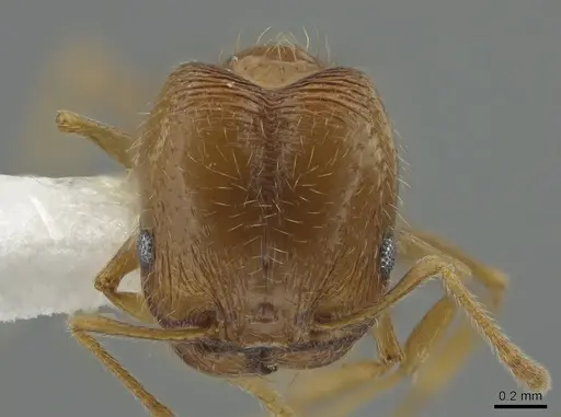 Pheidole californica specimen CASENT0644699 image casent0644699_2