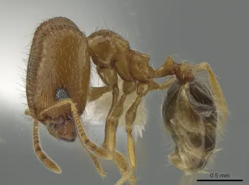 Pheidole californica specimen CASENT0644699 image casent0644699_3