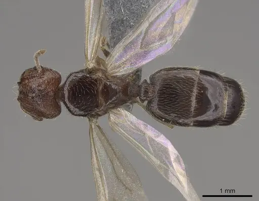 Pheidole californica specimen CASENT0724013 image casent0724013_1