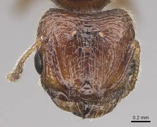 Pheidole californica specimen CASENT0724013 image casent0724013_2