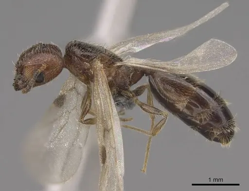 Pheidole californica specimen CASENT0724013 image casent0724013_3