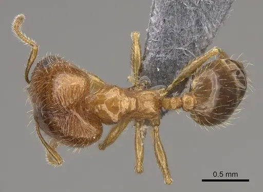 Pheidole californica specimen CASENT0724865 image casent0724865_1