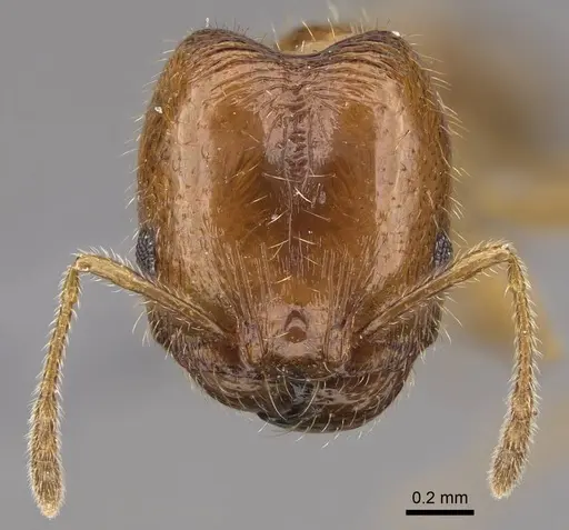 Pheidole californica specimen CASENT0724865 image casent0724865_2
