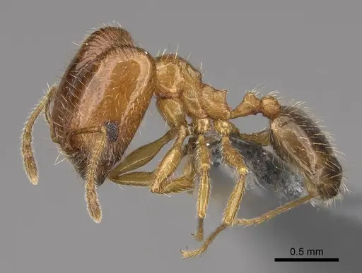 Pheidole californica specimen CASENT0724865 image casent0724865_3