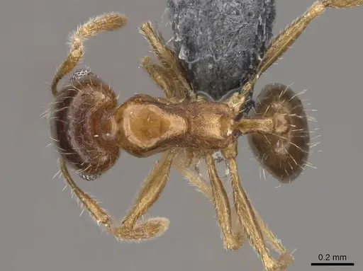 Pheidole californica specimen CASENT0724938 image casent0724938_1
