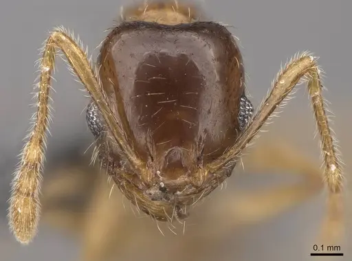 Pheidole californica specimen CASENT0724938 image casent0724938_2