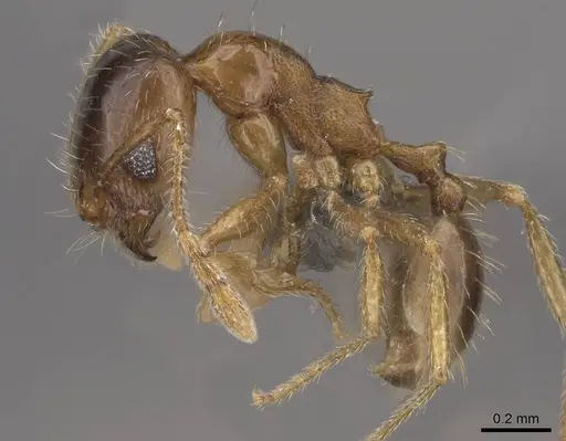 Pheidole californica specimen CASENT0724938 image casent0724938_3