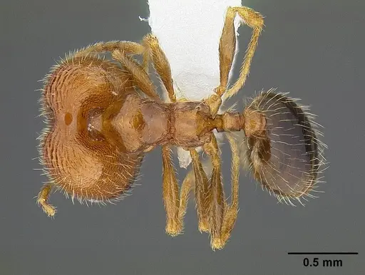 Pheidole californica specimen CASENT0732621 image casent0732621_1