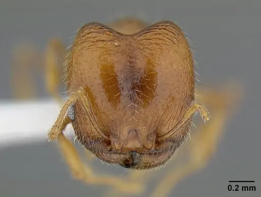 Pheidole californica specimen CASENT0732621 image casent0732621_2