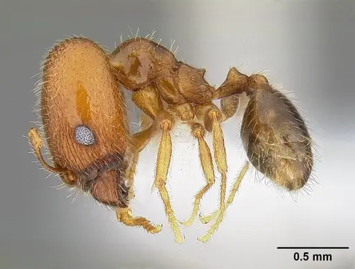Pheidole californica specimen CASENT0732621 image casent0732621_3