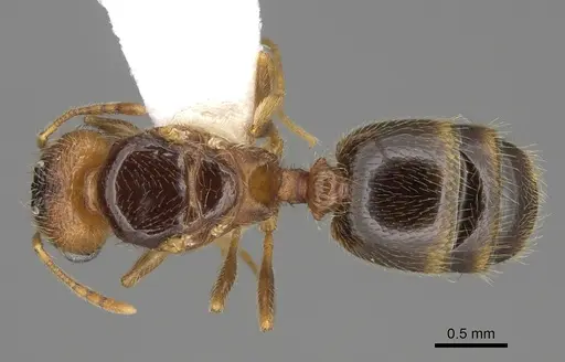 Pheidole californica specimen CASENT0862456 image casent0862456_1