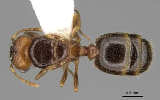 Pheidole californica specimen CASENT0862456 image casent0862456_2