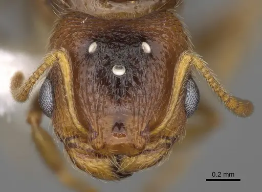 Pheidole californica specimen CASENT0862456 image casent0862456_3