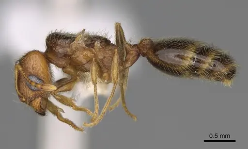 Pheidole californica specimen CASENT0862456 image casent0862456_4