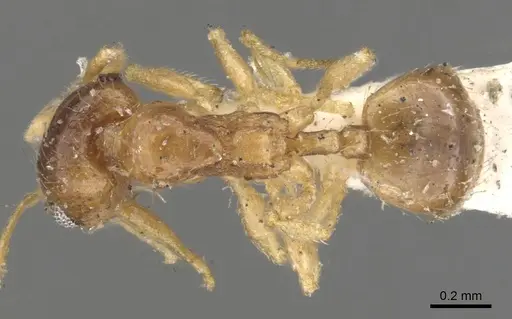 Pheidole californica specimen CASENT0901561 image casent0901561_1