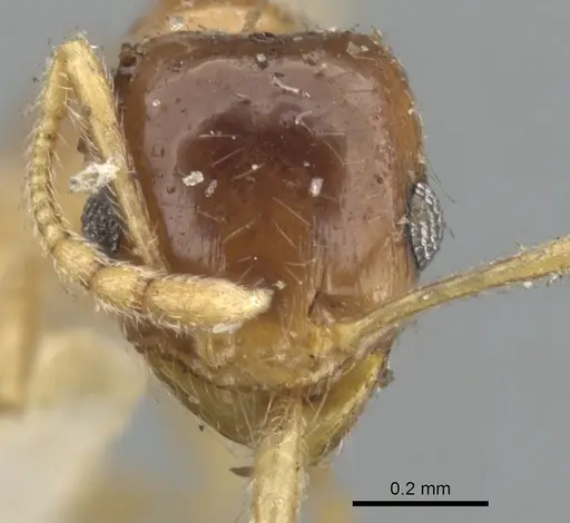 Pheidole californica specimen CASENT0901561 image casent0901561_2
