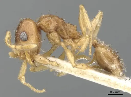 Pheidole californica specimen CASENT0901561 image casent0901561_3