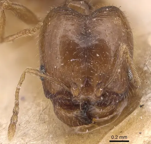 Pheidole californica specimen CASENT0904440 image casent0904440_2