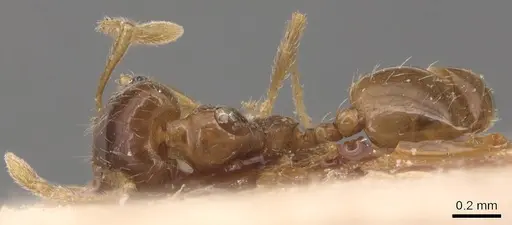 Pheidole californica specimen CASENT0904441 image casent0904441_1