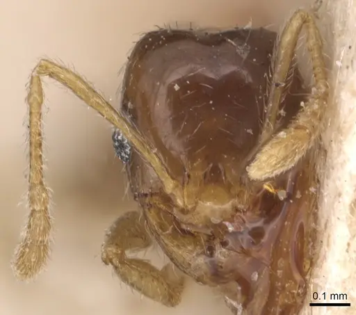 Pheidole californica specimen CASENT0904441 image casent0904441_2