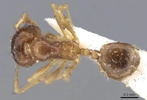 Pheidole californica specimen CASENT0919770 image casent0919770_1