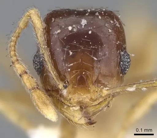 Pheidole californica specimen CASENT0919770 image casent0919770_2
