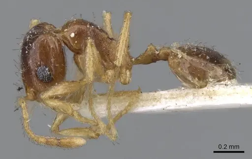 Pheidole californica specimen CASENT0919770 image casent0919770_3