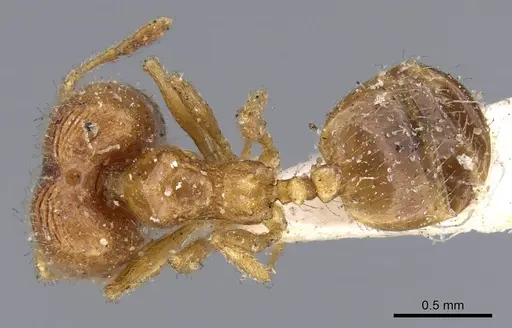 Pheidole californica specimen CASENT0919771 image casent0919771_1