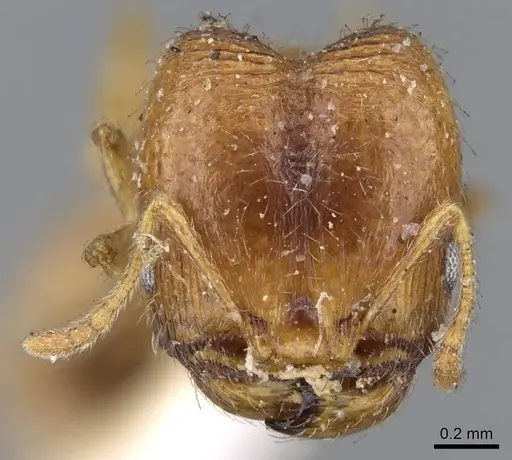 Pheidole californica specimen CASENT0919771 image casent0919771_2