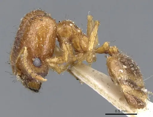 Pheidole californica specimen CASENT0919771 image casent0919771_3
