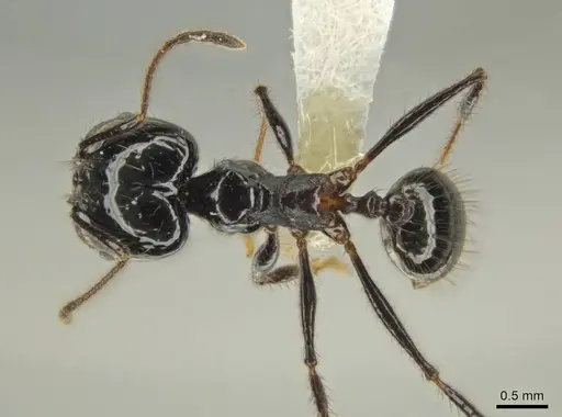 Pheidole caliginosa specimen CASENT0631248 image casent0631248_1