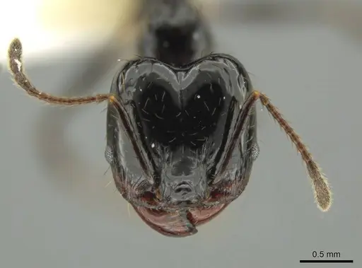 Pheidole caliginosa specimen CASENT0631248 image casent0631248_2
