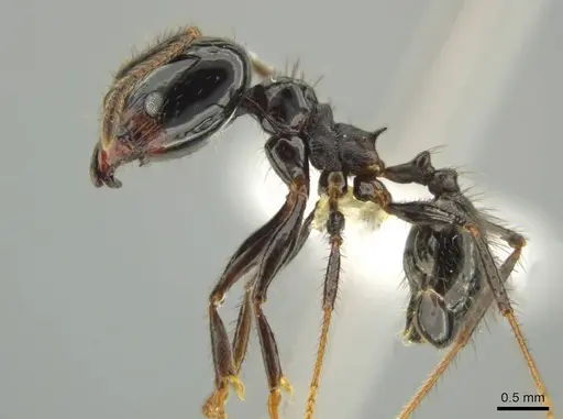Pheidole caliginosa specimen CASENT0631248 image casent0631248_3
