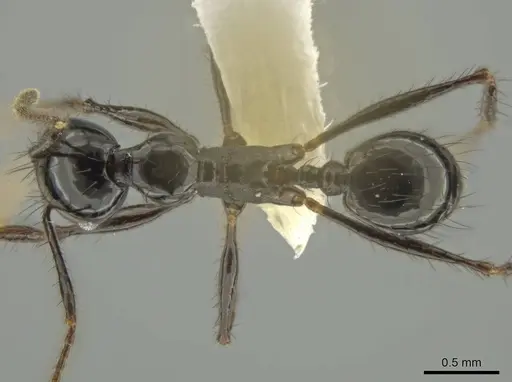 Pheidole caliginosa specimen CASENT0632079 image casent0632079_1