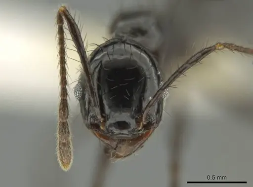 Pheidole caliginosa specimen CASENT0632079 image casent0632079_2
