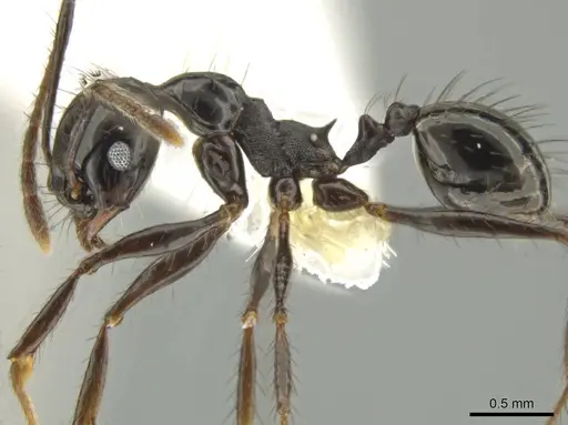 Pheidole caliginosa specimen CASENT0632079 image casent0632079_3