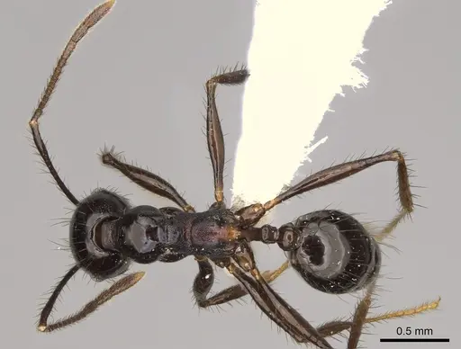 Pheidole caliginosa specimen CASENT0646459 image casent0646459_1