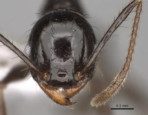 Pheidole caliginosa specimen CASENT0646459 image casent0646459_2
