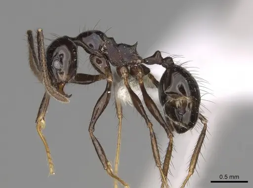 Pheidole caliginosa specimen CASENT0646459 image casent0646459_3