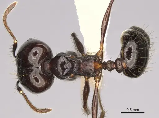 Pheidole caliginosa specimen CASENT0646460 image casent0646460_1