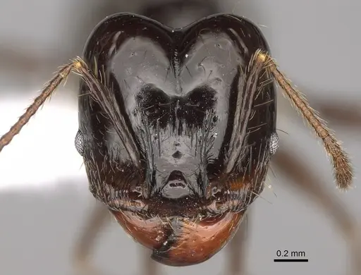Pheidole caliginosa specimen CASENT0646460 image casent0646460_2