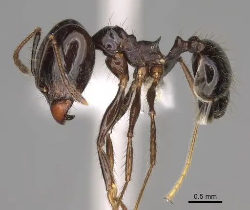 Pheidole caliginosa specimen CASENT0646460 image casent0646460_3