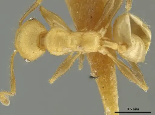 Pheidole caltrop specimen JTLC000016334 image jtlc000016334_1