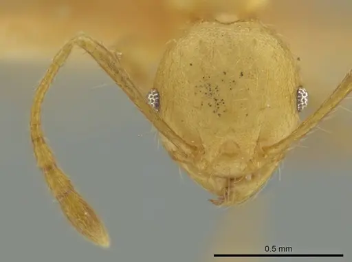 Pheidole caltrop specimen JTLC000016334 image jtlc000016334_2