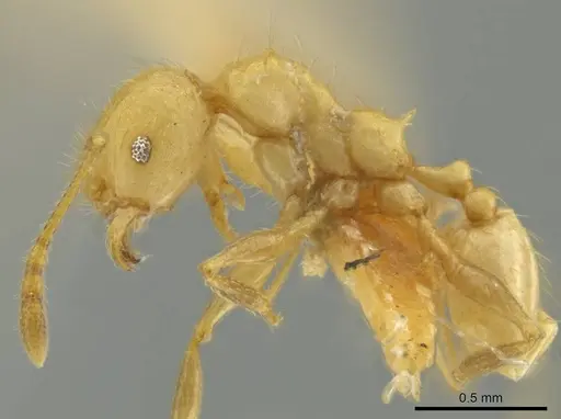 Pheidole caltrop specimen JTLC000016334 image jtlc000016334_3