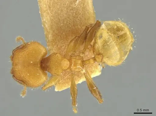 Pheidole caltrop specimen JTLC000016335 image jtlc000016335_1