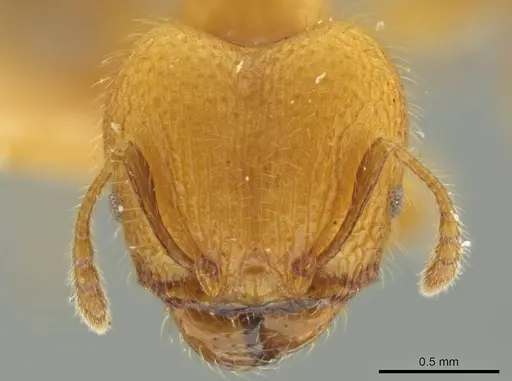 Pheidole caltrop specimen JTLC000016335 image jtlc000016335_2