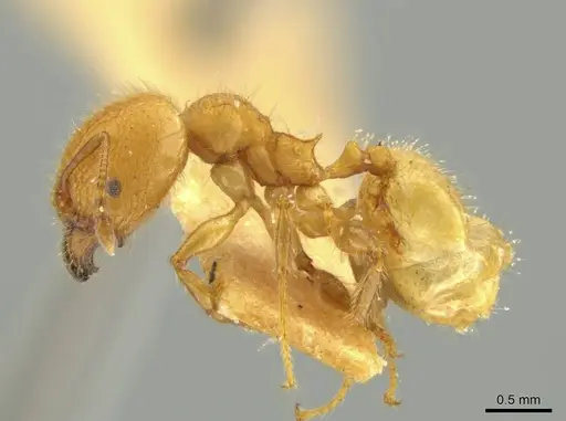 Pheidole caltrop specimen JTLC000016335 image jtlc000016335_3