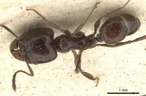 Pheidole cameroni specimen CASENT0901571 image casent0901571_1
